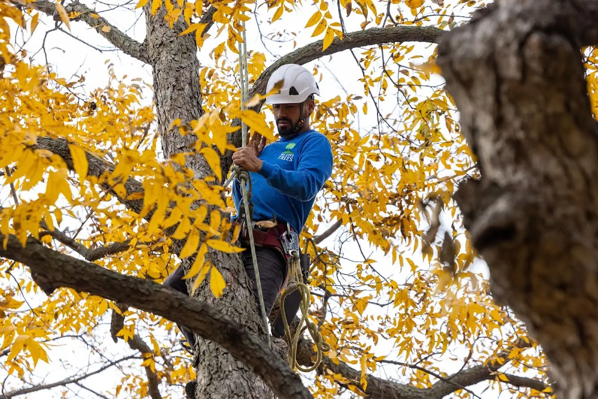 Skilled Tree Pruning crew working in Pahoa